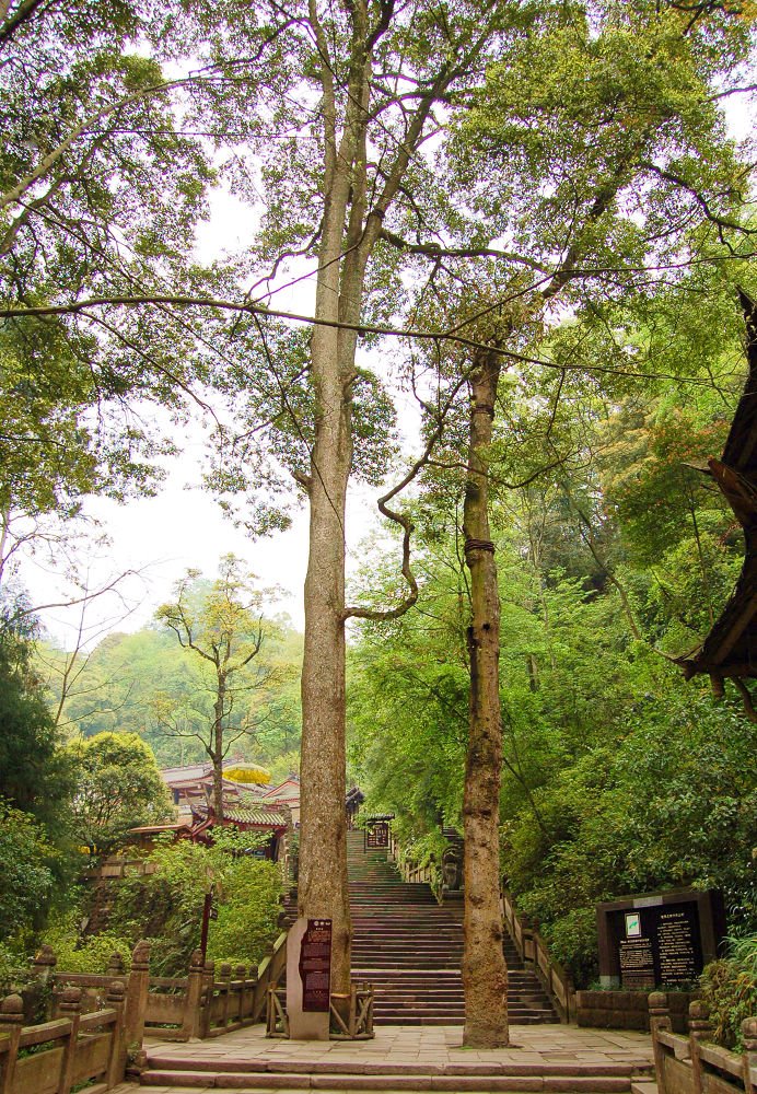 情侣树 lovers trees by 唐国武 TANG Guowu