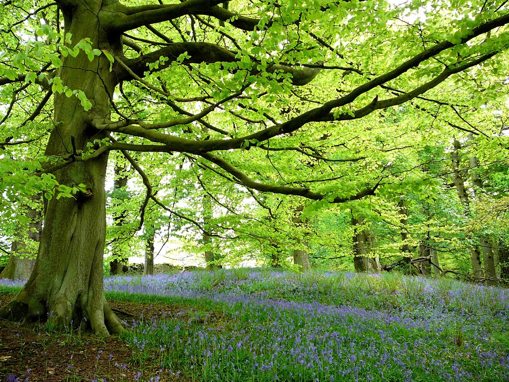 Bluebell woodland, Yorkshire by terryR