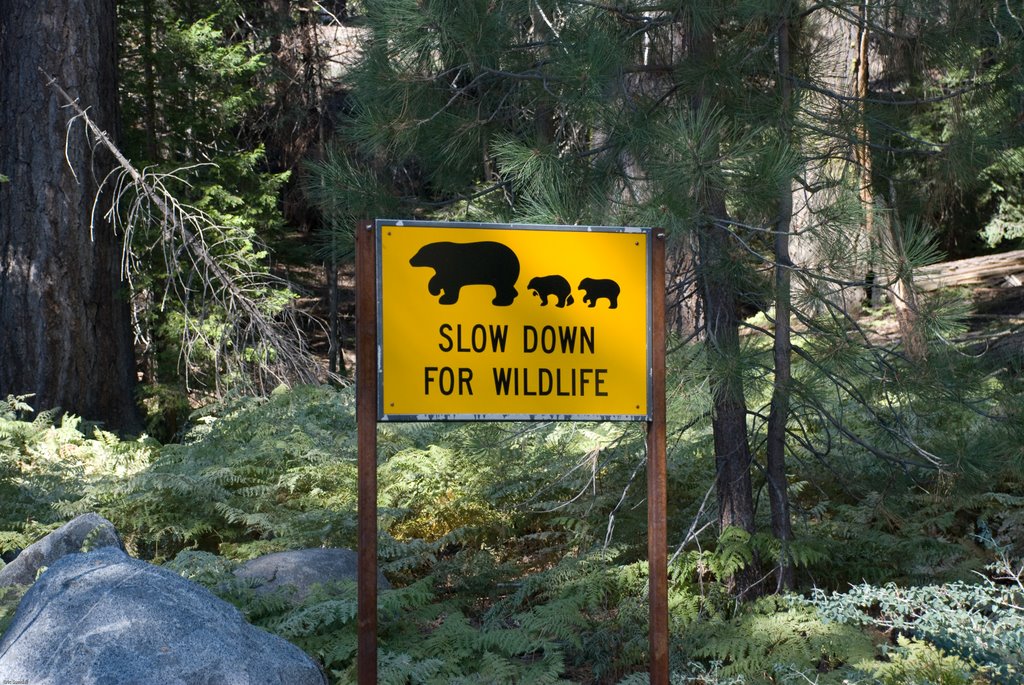 Slow down for Wildlife by USA Reisender