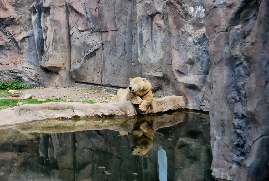 Zoom Erlebnispark Polar Bear by Torsten Jansen