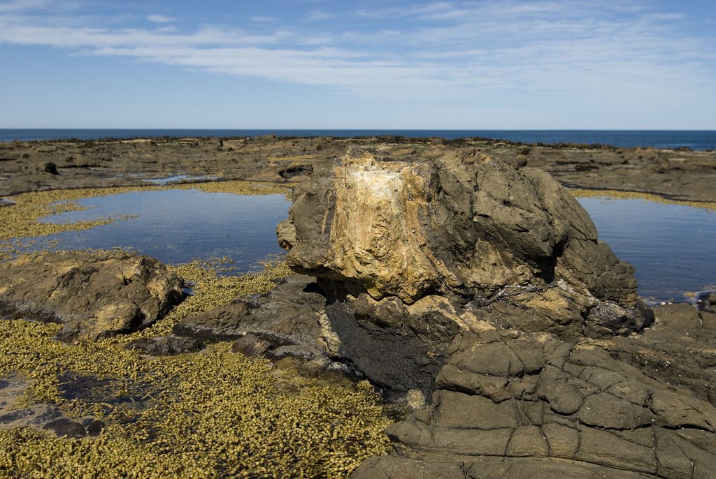 Curio Bay: Petrified forest/tree stump by GandalfTheWhite