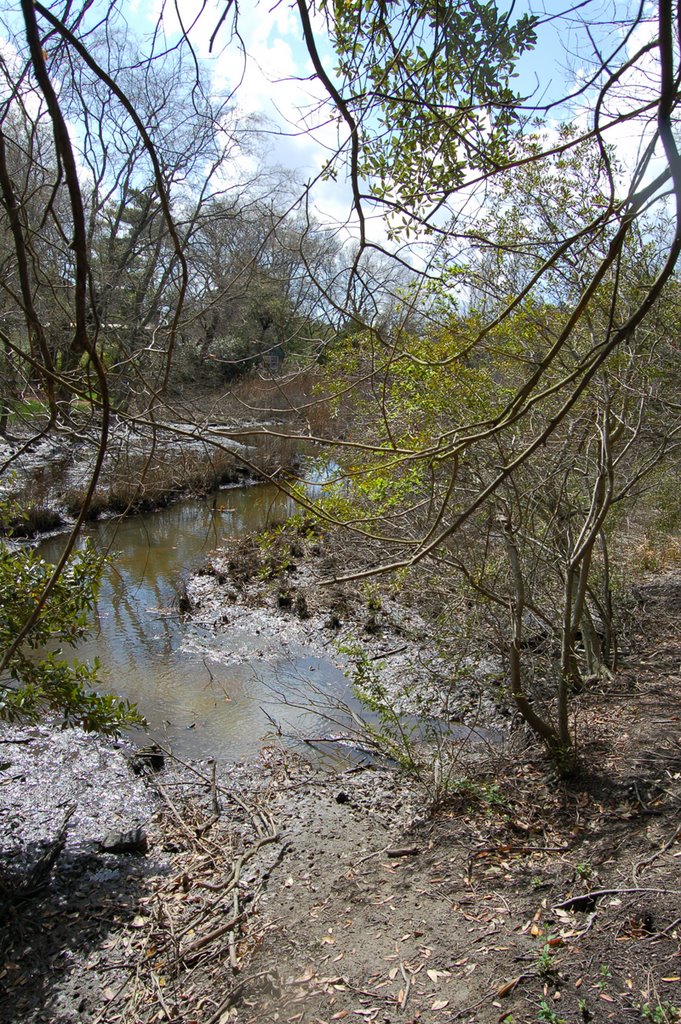 Weyanoke Bird and Wildlife Sanctuary by VKeith