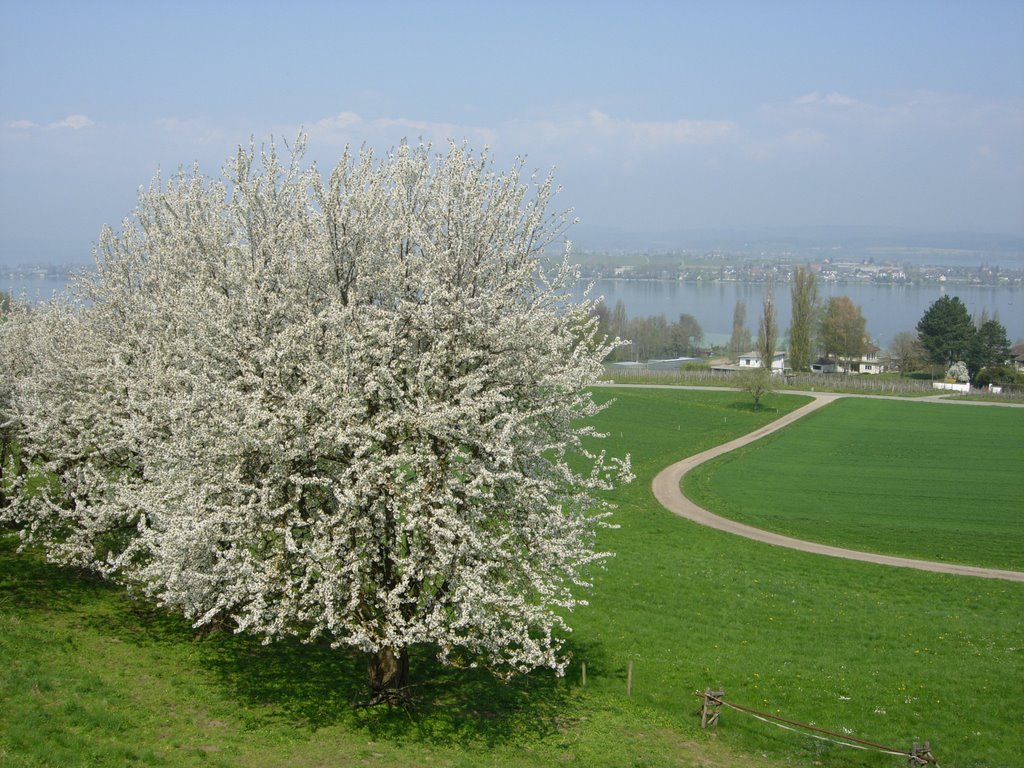 Salenstein Richtung Insel Reichenau by DanielSeger