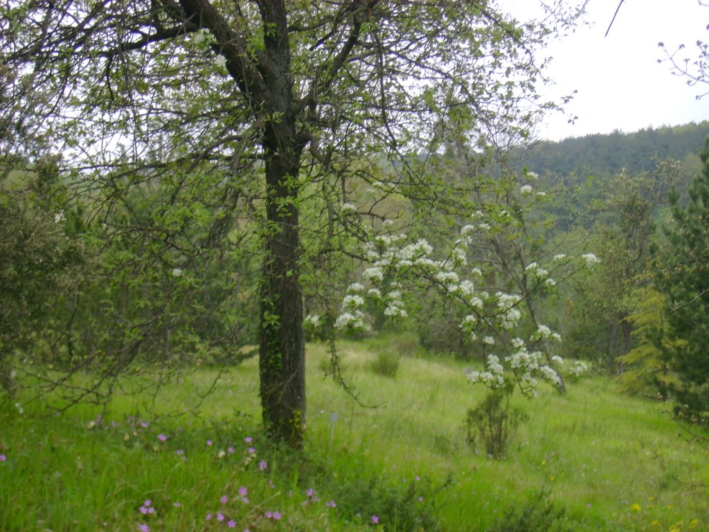 Istanbul botanik parkı ,bahçeköy by osmanbektay