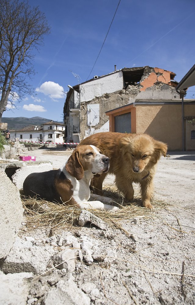 Onna - I cani senza padrone by Gianluca Bertoni