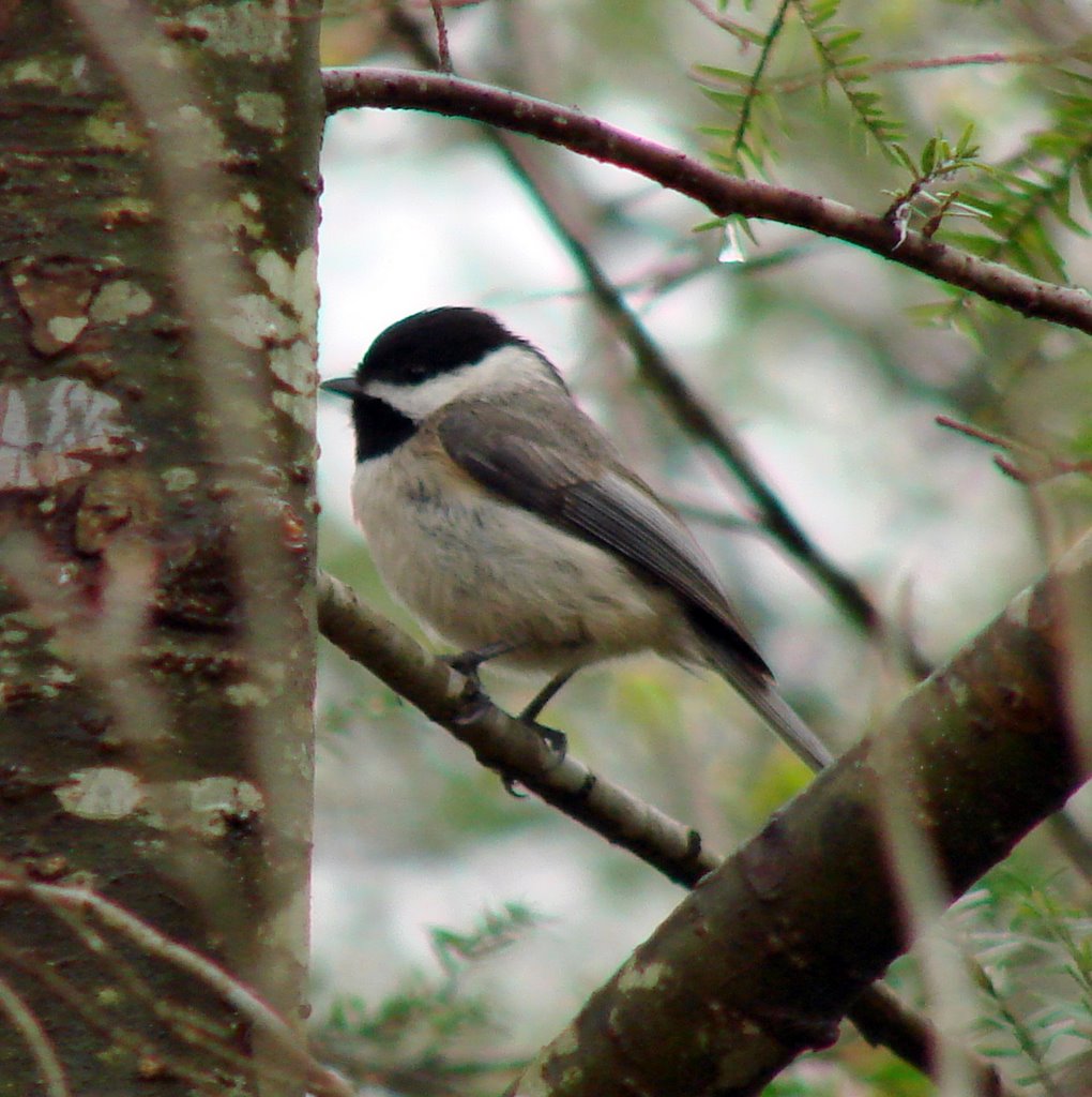 Carolina Chickadee in a Hemlock tree by Jean Gregory Evans