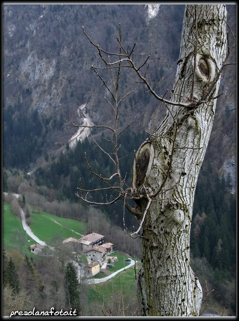 Il profilo dell'albero solitario. by oliviero masseroli