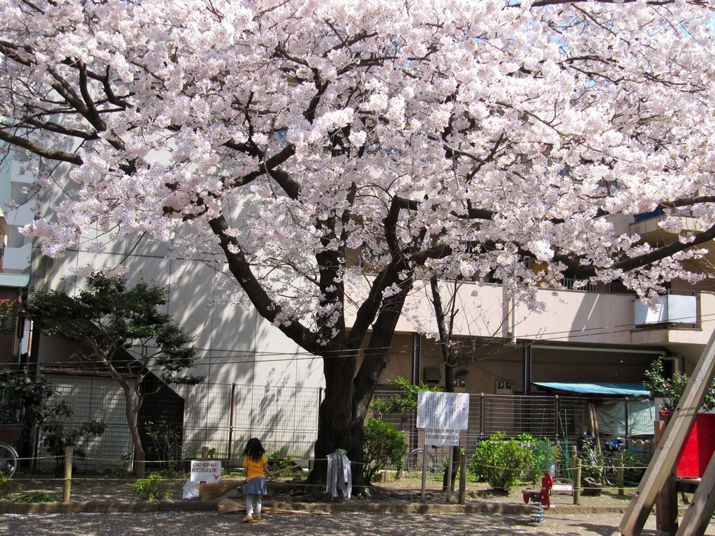 A cherry blossom and a girl by syosyo254