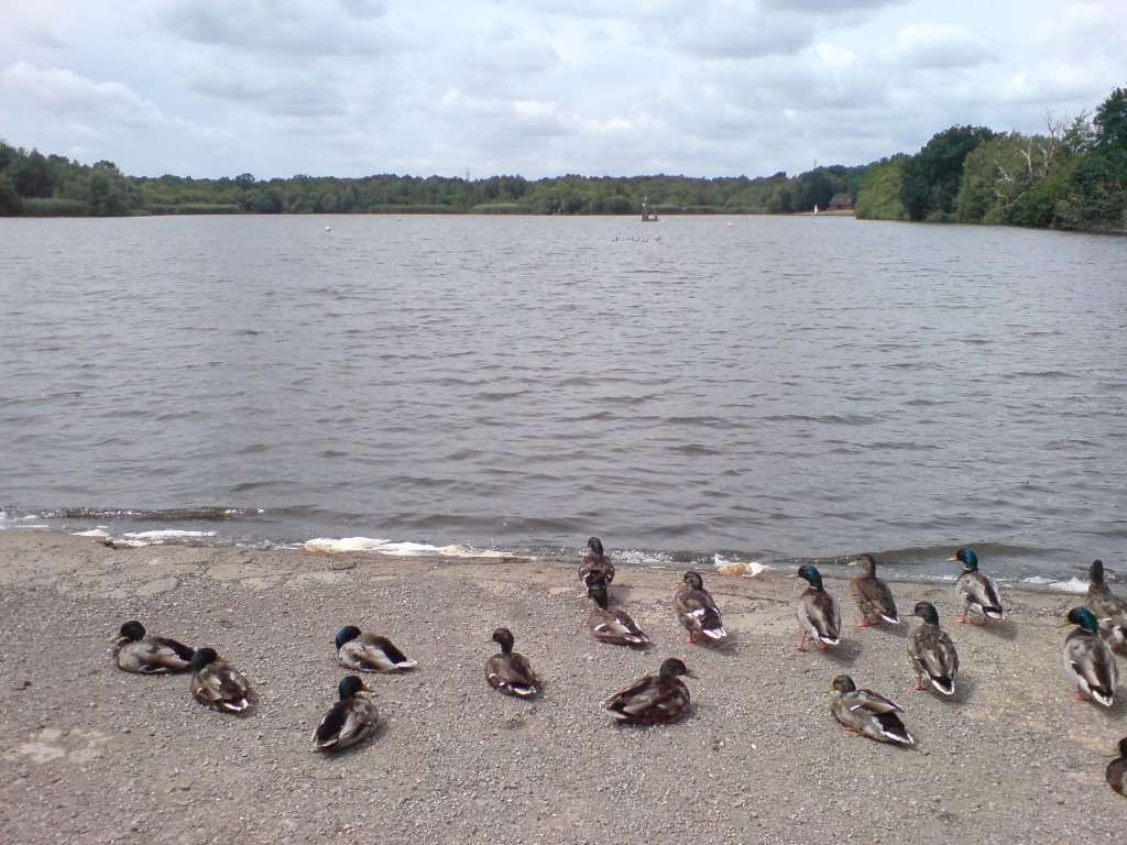 Ducks by Hedgecourt Lake by sammobil