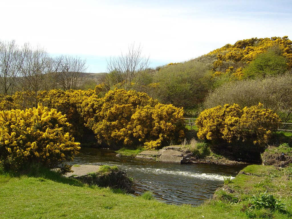 Gorse Flowering in Early Springtime....near Peel by manxman069