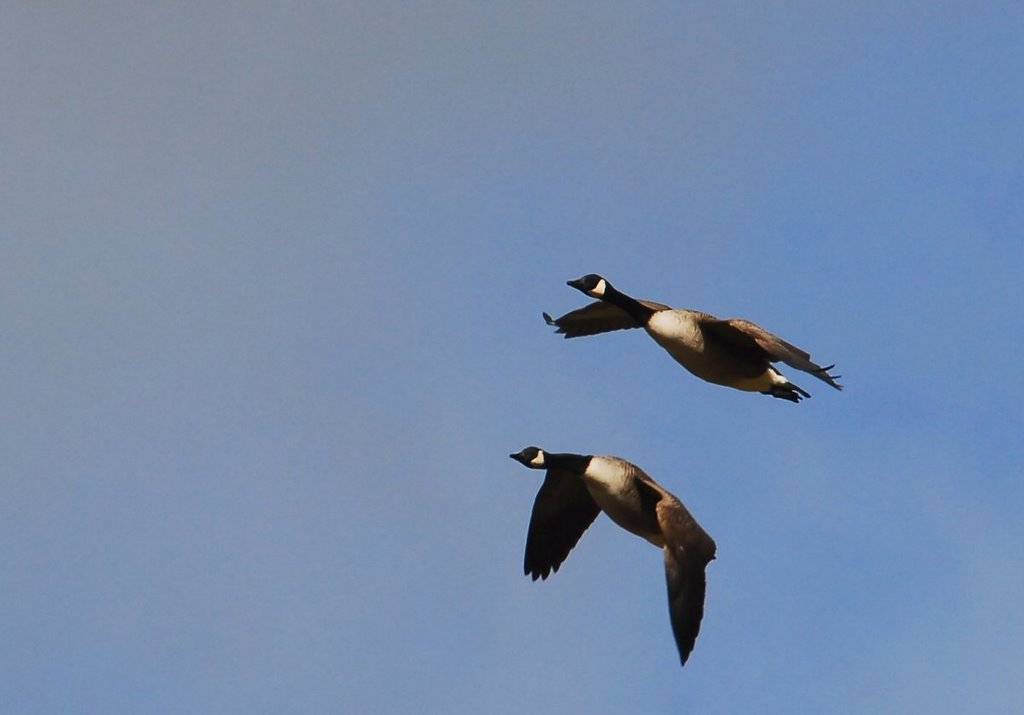 Canada Geese by David Humphreys