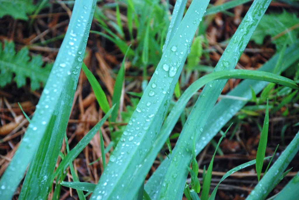 GOTAS DE LLUVIA... by Marisol F.G