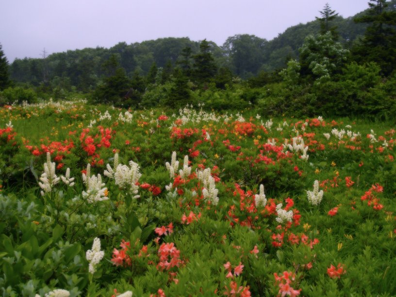 Flower Field by Ryuetsu Kato