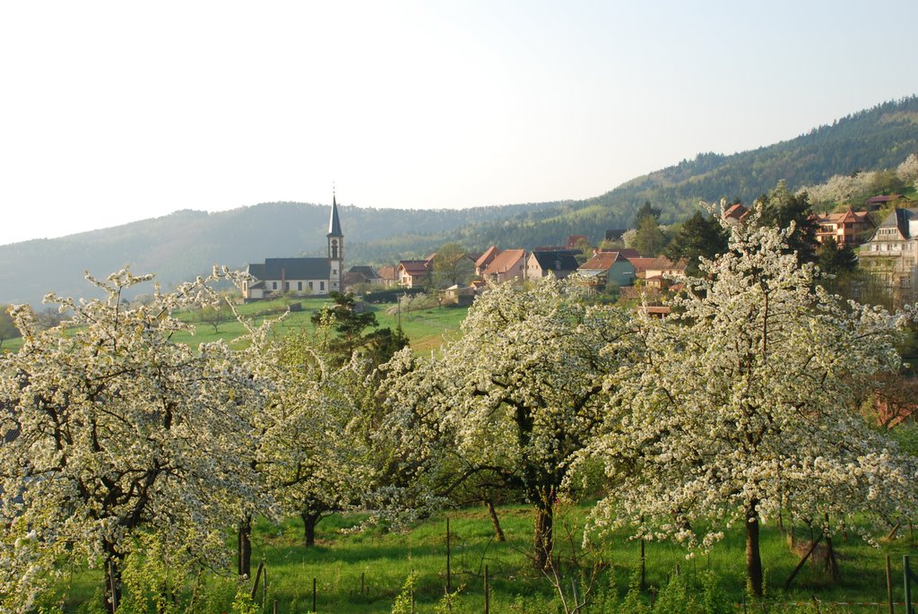 Les cerisiers en fleurs à Thannenkirch by Pascal Bosshardt