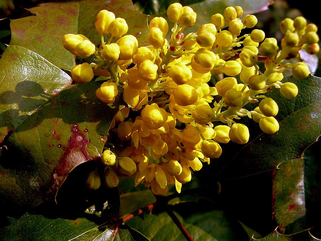 Mahónia (mahonia) by Tamás Borbély