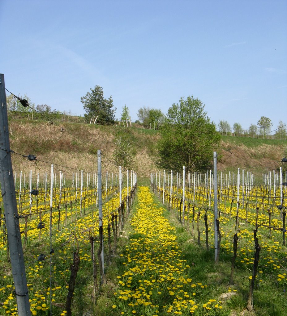 Frühlingsanfang am Kaiserstuhl by dertivoli