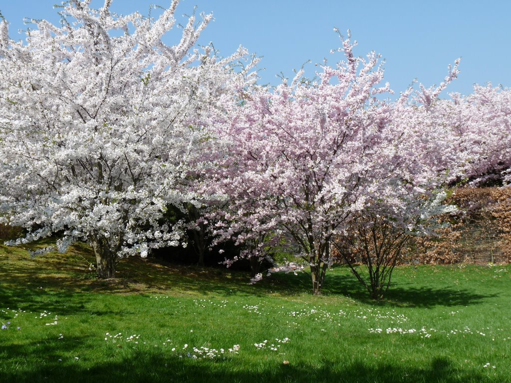 Gärten der welt Kirschblüte by Heiko2411