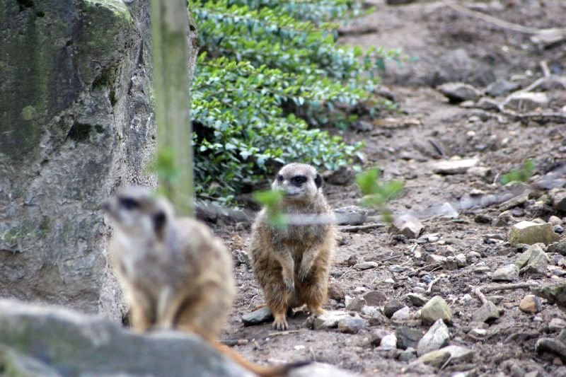 Besuche im Zoo by Stasvde