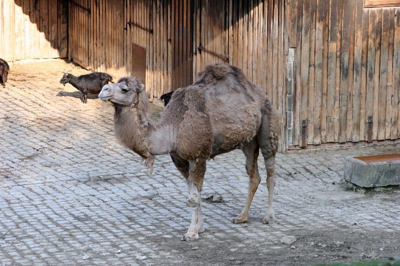 Besuche im Zoo by Stasvde