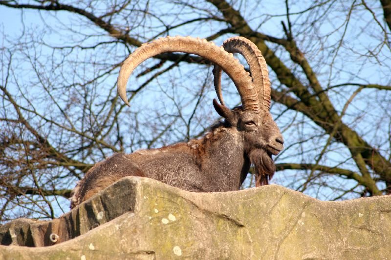 Besuche im Zoo by Stasvde