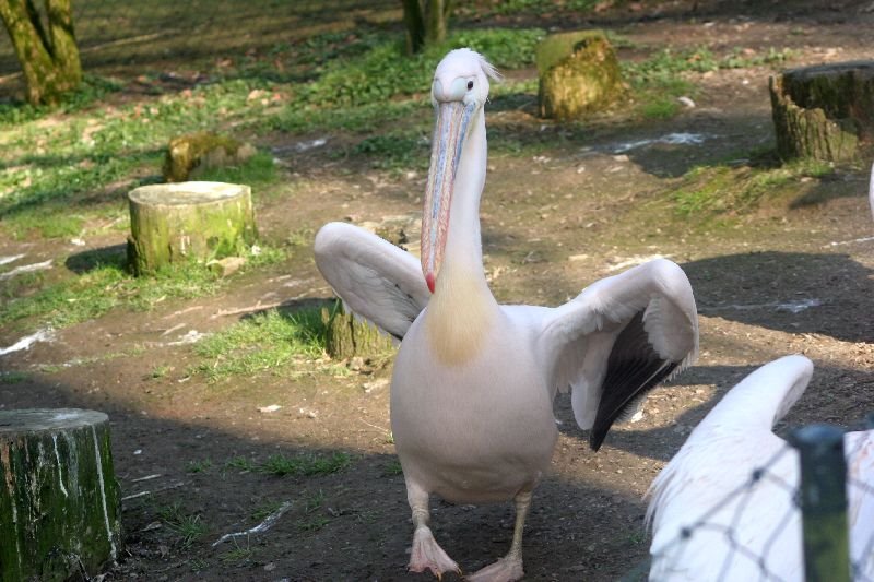 Besuche im Zoo by Stasvde