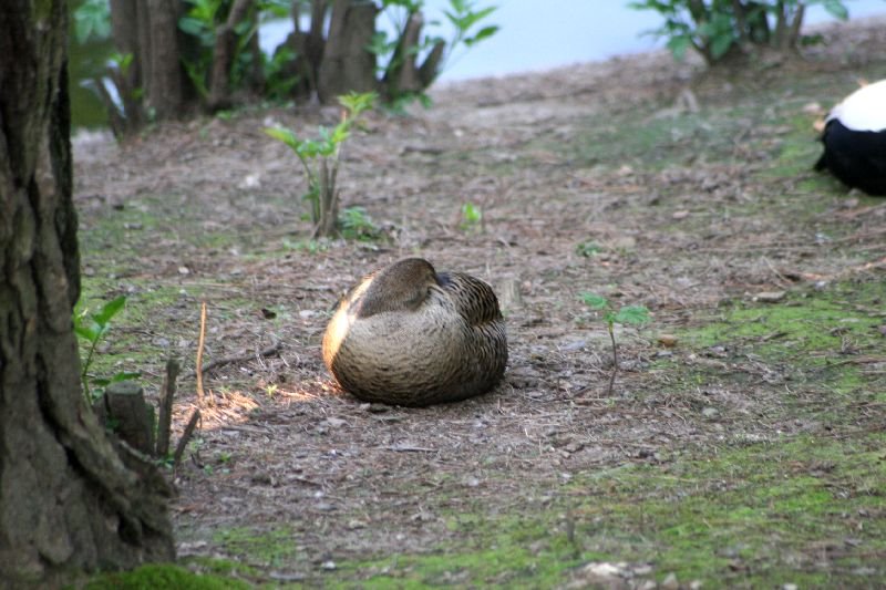 Besuche im Zoo by Stasvde