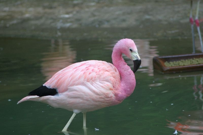 Besuche im Zoo by Stasvde