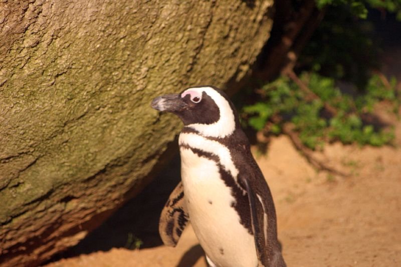 Besuche im Zoo by Stasvde