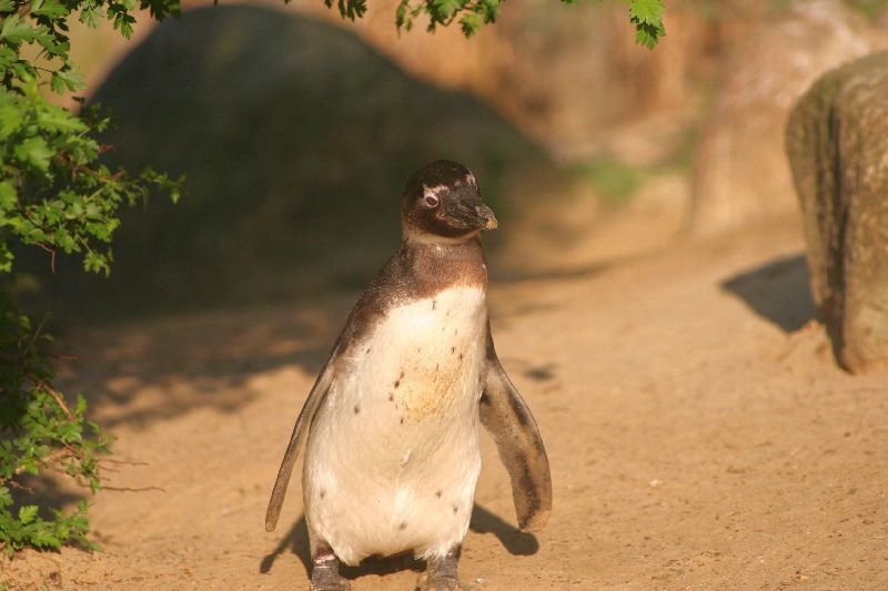 Besuche im Zoo by Stasvde