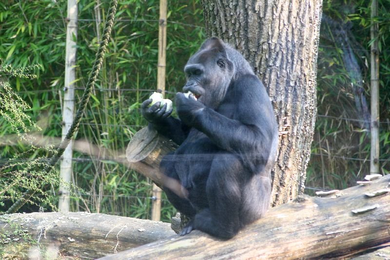 Besuche im Zoo by Stasvde