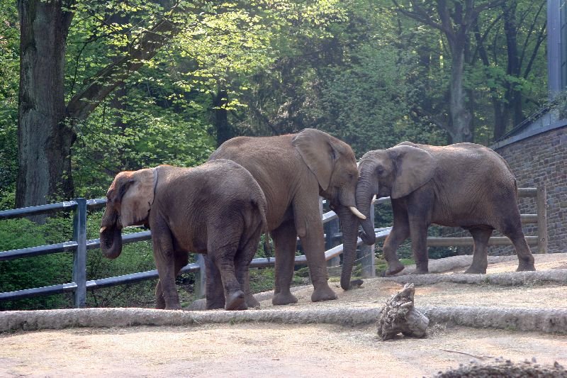 Besuche im Zoo by Stasvde