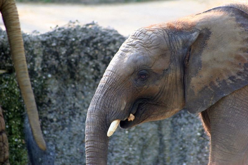 Besuche im Zoo by Stasvde