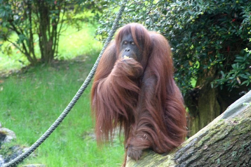 Besuche im Zoo by Stasvde