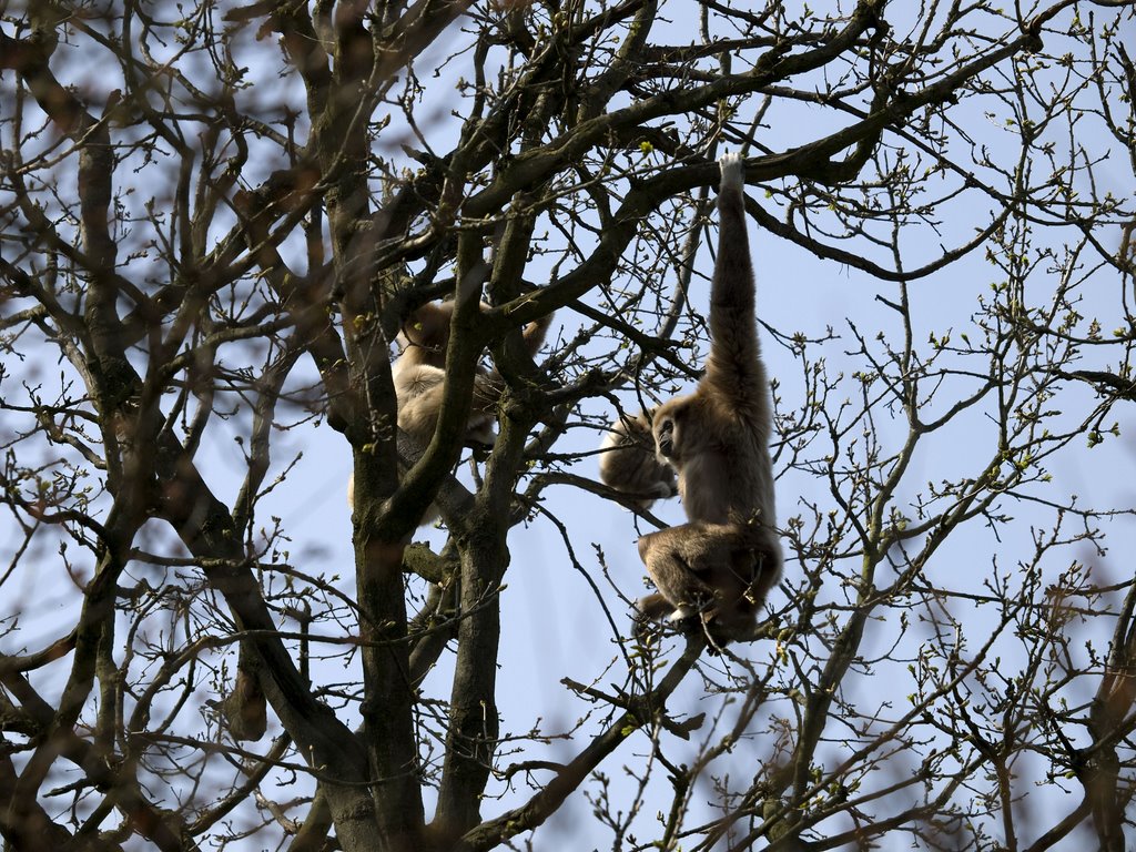 Gibbons by AnthonyJjm Sluijter