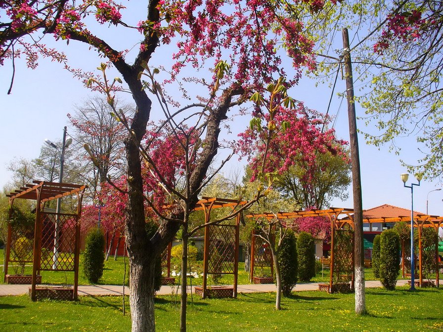 Tg.Mures - spring trees in the Weekend leisure complex by jeffwarder