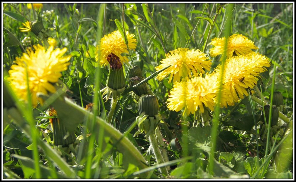 Mniszek pospolity (Taraxacum officinale) by Inteljack