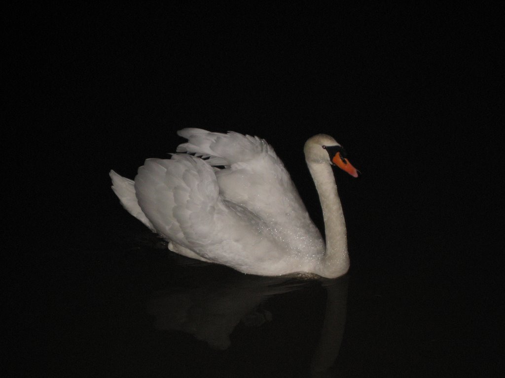 Der Schwan vom Steinfurter Schloss bei Nacht by Michi Feld