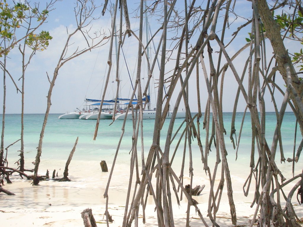 Entre las ramas de Cayo Blanco by paulvigna