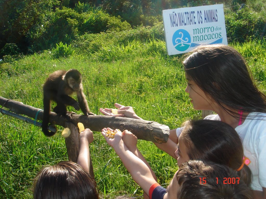 Macaco prego / A wild nail monkey in its environment, being fed by children by FernandoRS