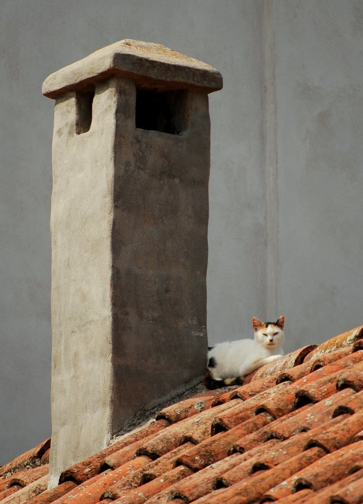 Cat on Santa Catalina roof by dbsfemino