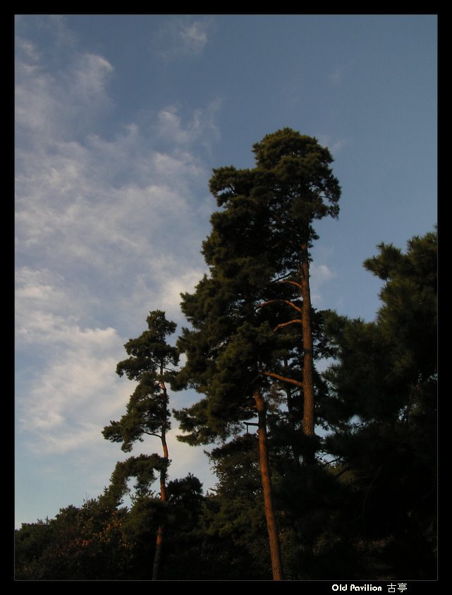 남산 소나무 Pine tree, Namsan - Seoul by oldpavilion