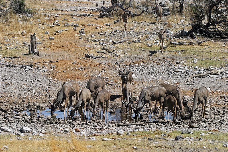 Kudus am Wasserloch Groot Okevi, Etosha National Park, Namibia by fotofeeling.com