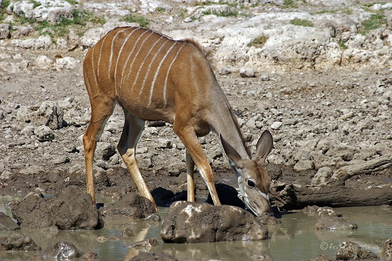 Kudu am Wasserloch Groot Okevi, Etosha National Park, Namibia by fotofeeling.com