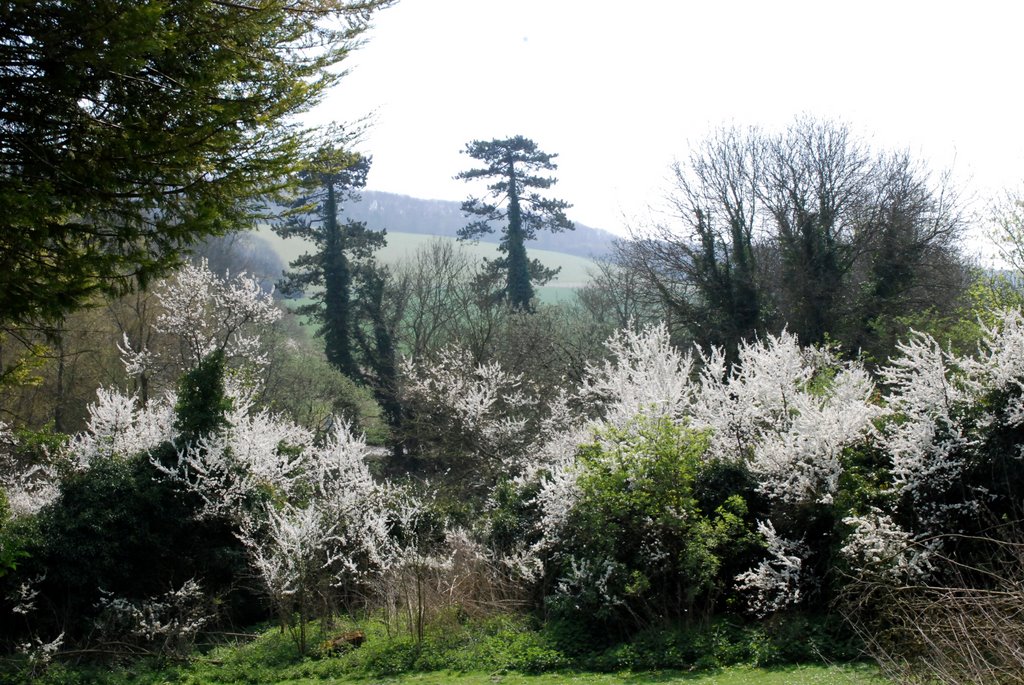 Blackthorn blossom in the morning sun Russell gardens. by les willis