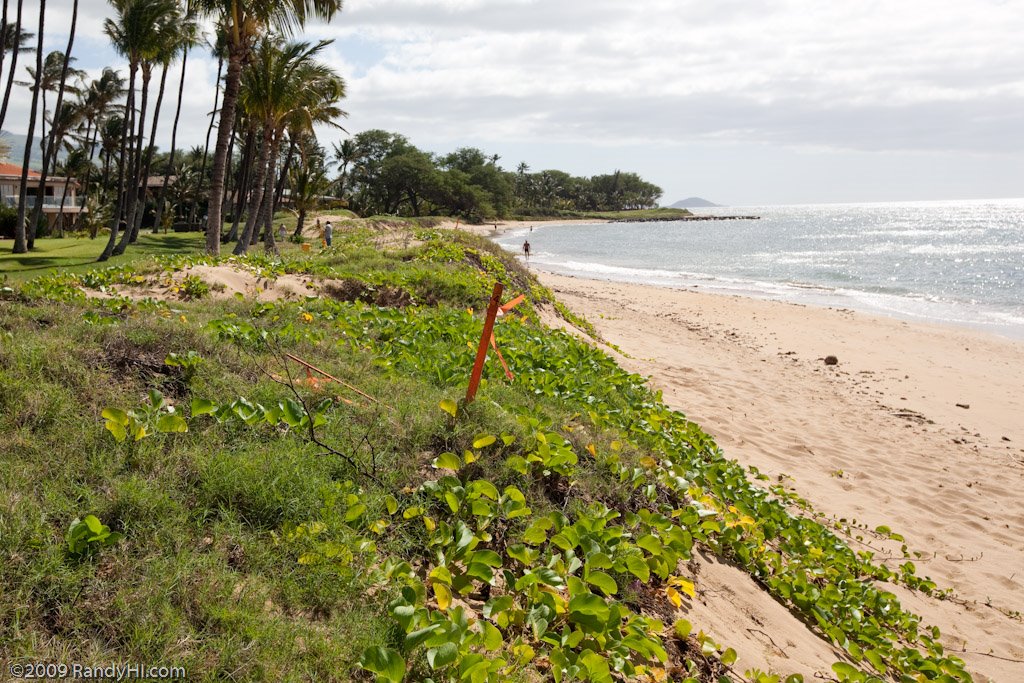 Work day beach scene in Kihei, Maui by RandyHI