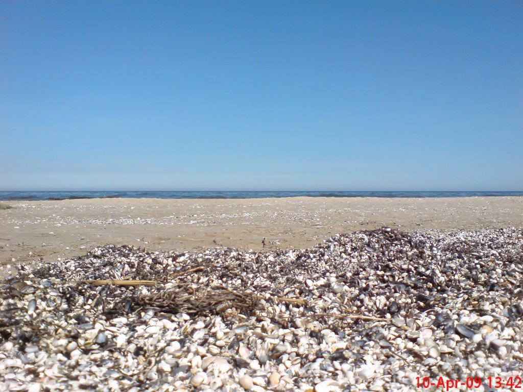 Muscheln am Strand by Horst88-1