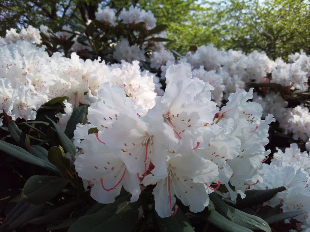 Planten und Bloomen, Blumen by MaGsTeR