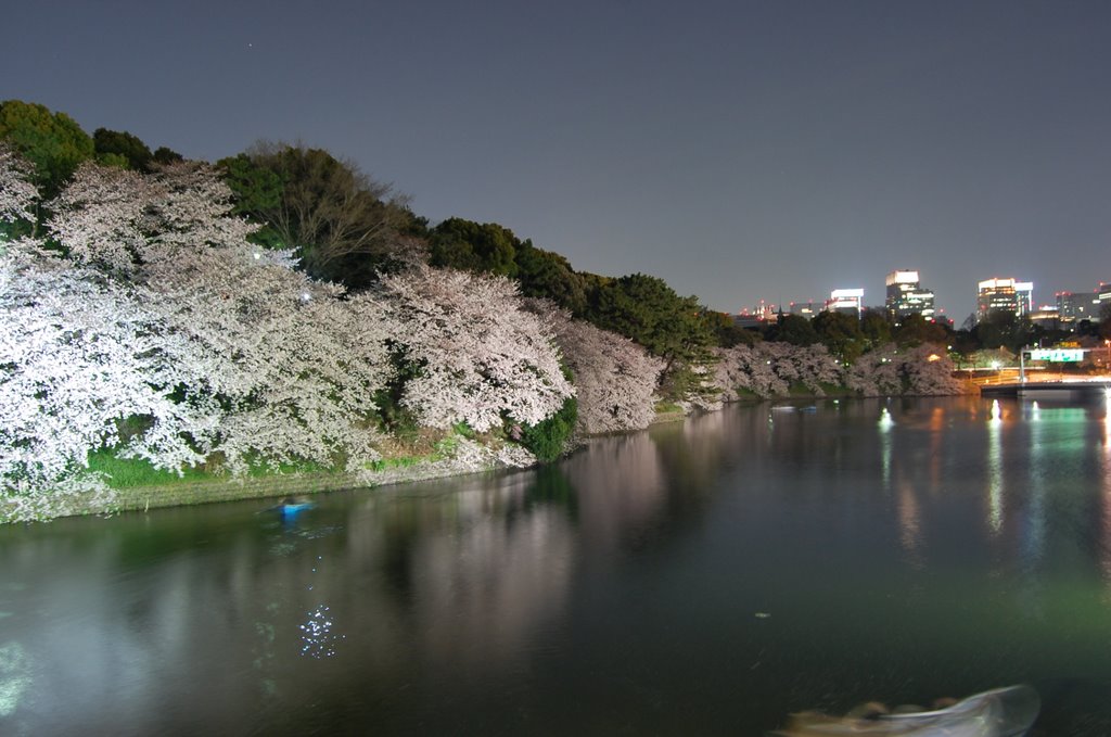 千鳥が淵の夜桜 by kubosa