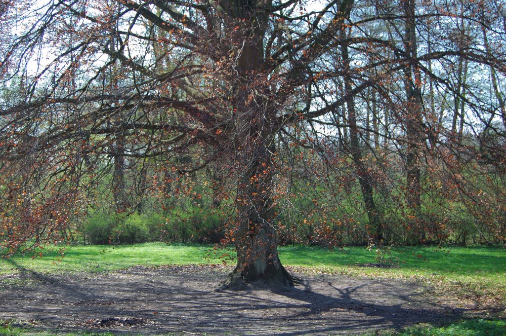 Buk w parku przy pałacu / The beech by BożenaFr