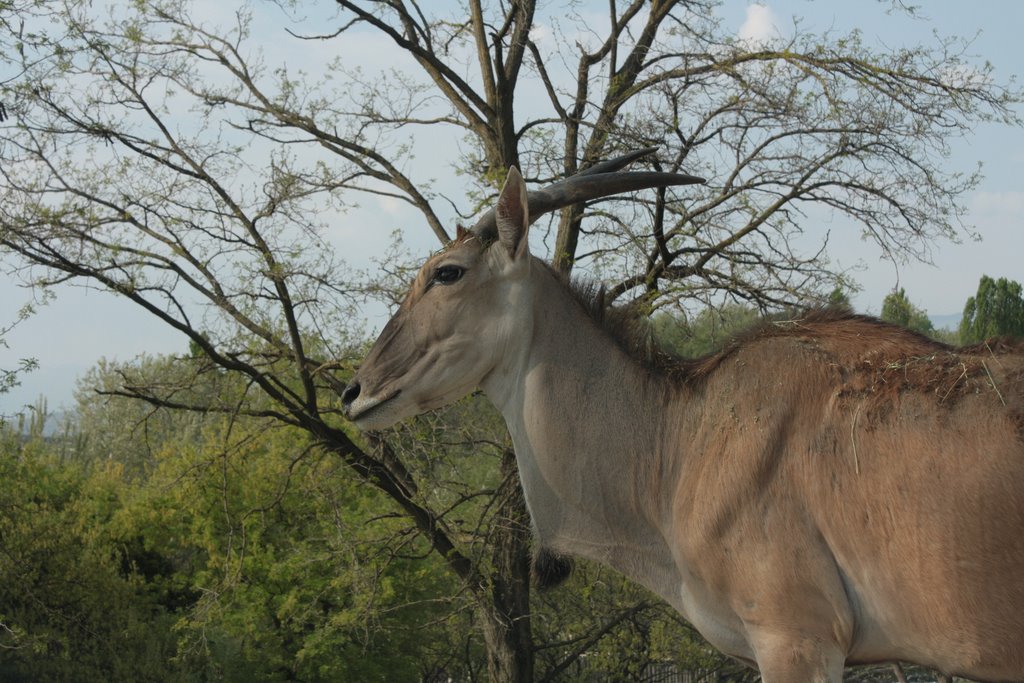 Antilope Nilgau by _ alderosso _